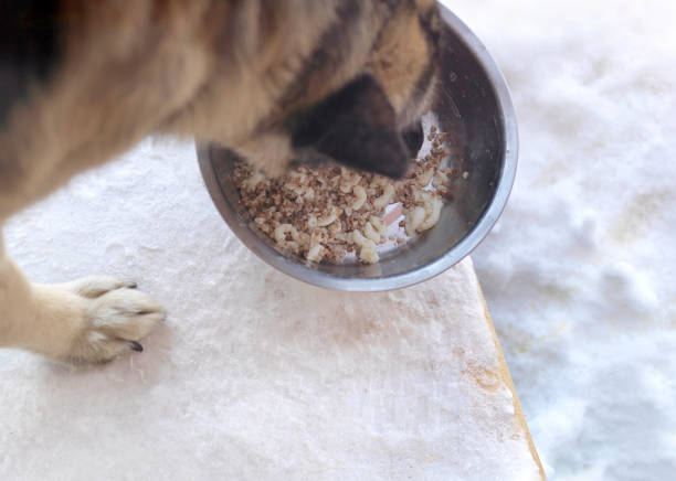 istock Dog Eating In Winter 924469282