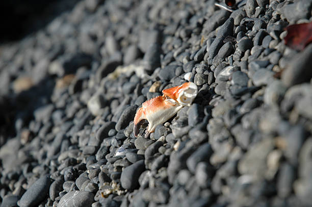 Crab stock photo