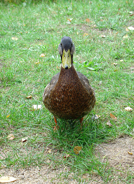 Mallard, duck frontally looking at you stock photo