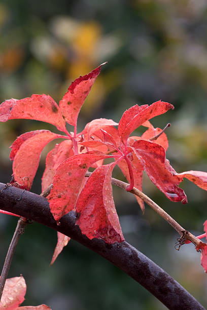 Brilhante vermelho folhas de videira - fotografia de stock