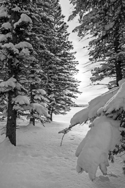 istock Snow Covered Majestic Spruce Trees in Winter 924472768