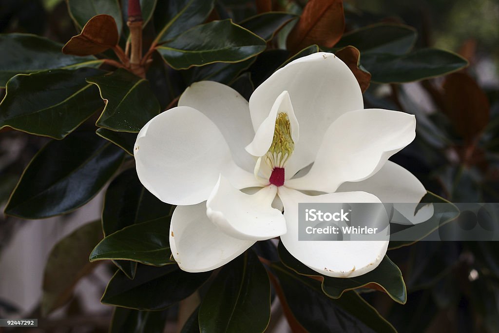 Fleur de Magnolia du Sud - Photo de Arbre libre de droits