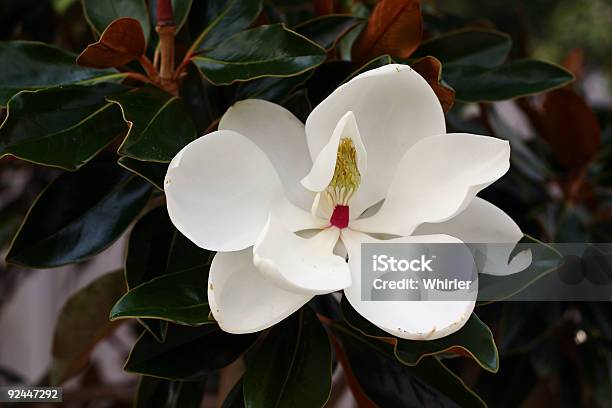 Photo libre de droit de Fleur De Magnolia Du Sud banque d'images et plus d'images libres de droit de Arbre - Arbre, Blanc, De grande taille