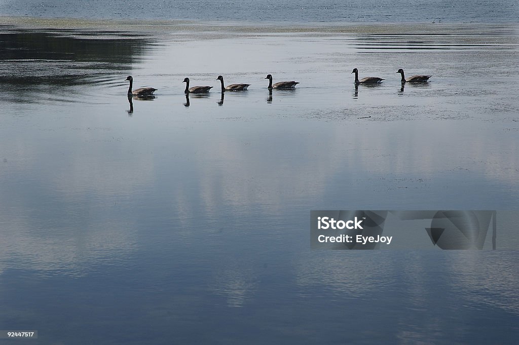Canards dans la suite - Photo de Canard - Oiseau aquatique libre de droits