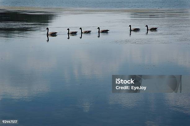 Photo libre de droit de Canards Dans La Suite banque d'images et plus d'images libres de droit de Canard - Oiseau aquatique - Canard - Oiseau aquatique, En rang, Bleu