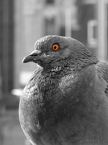 istock The God Father pigeon 92447596