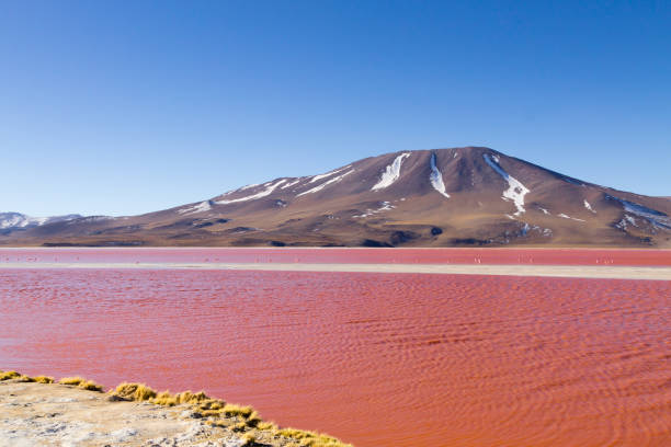 istock Laguna Colorada view, Bolivia 924476234