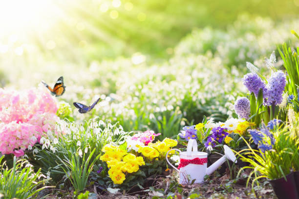 istock Spring garden with flowers. Gardening tools. 924476530