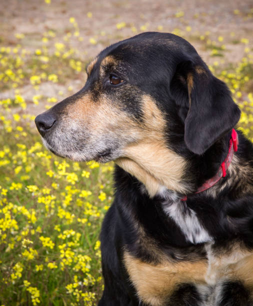 istock dog portrait with yellow flowers background 924476562