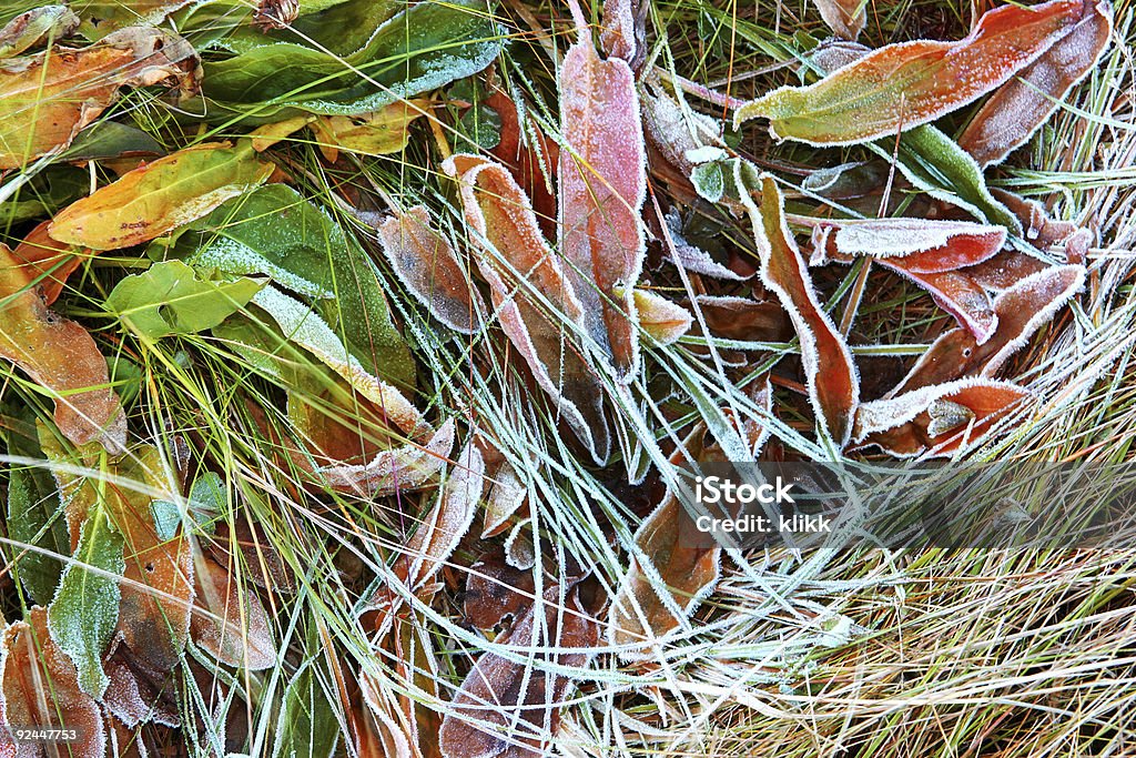 Frosty feuilles - Photo de Automne libre de droits