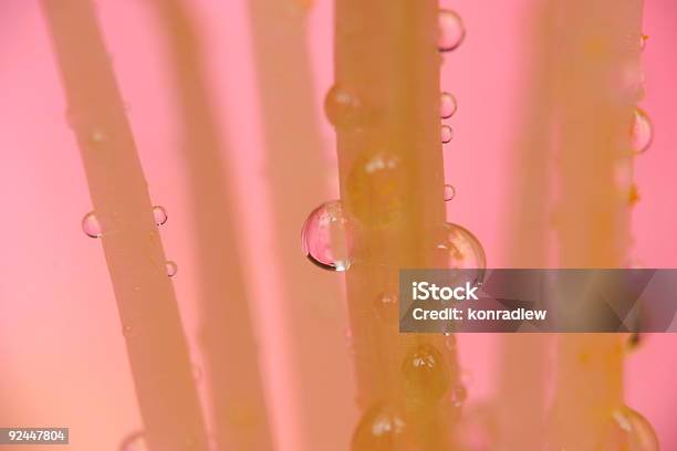 Delicate Krople Wody - zdjęcia stockowe i więcej obrazów Bliski - Bliski, Bliskie zbliżenie, Botanika