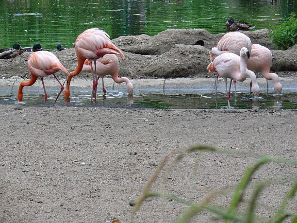 Six flamingos - space for copy stock photo