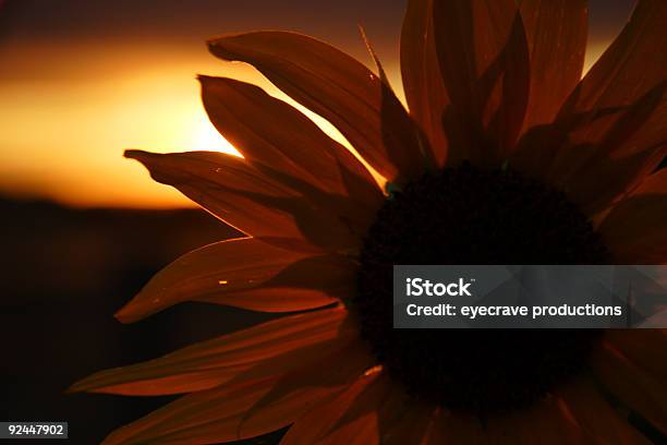 Sunset Gelbe Sonnenblume Stockfoto und mehr Bilder von Abenddämmerung - Abenddämmerung, Blatt - Pflanzenbestandteile, Blume