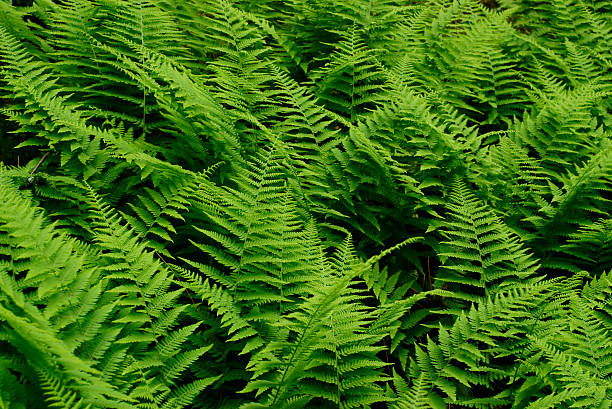 fern pattern stock photo