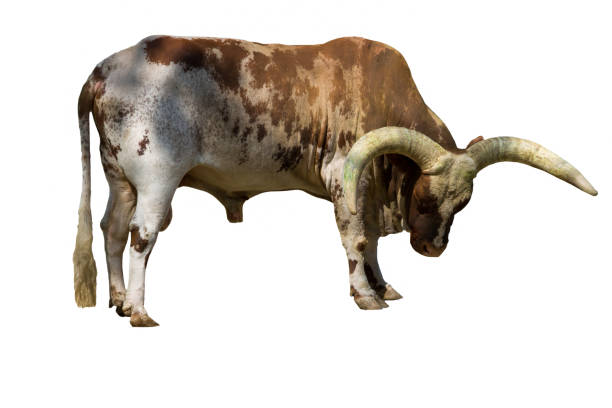 ankole watusi bovinos (bos taurus macróceros) isolados no fundo branco - bull texas longhorn cattle horned white - fotografias e filmes do acervo