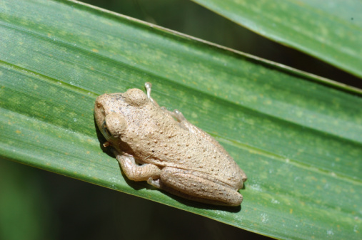 Boophis picturatus, endemic frog species in the family Mantellidae. Ranomafana National Park, Madagascar wildlife animal