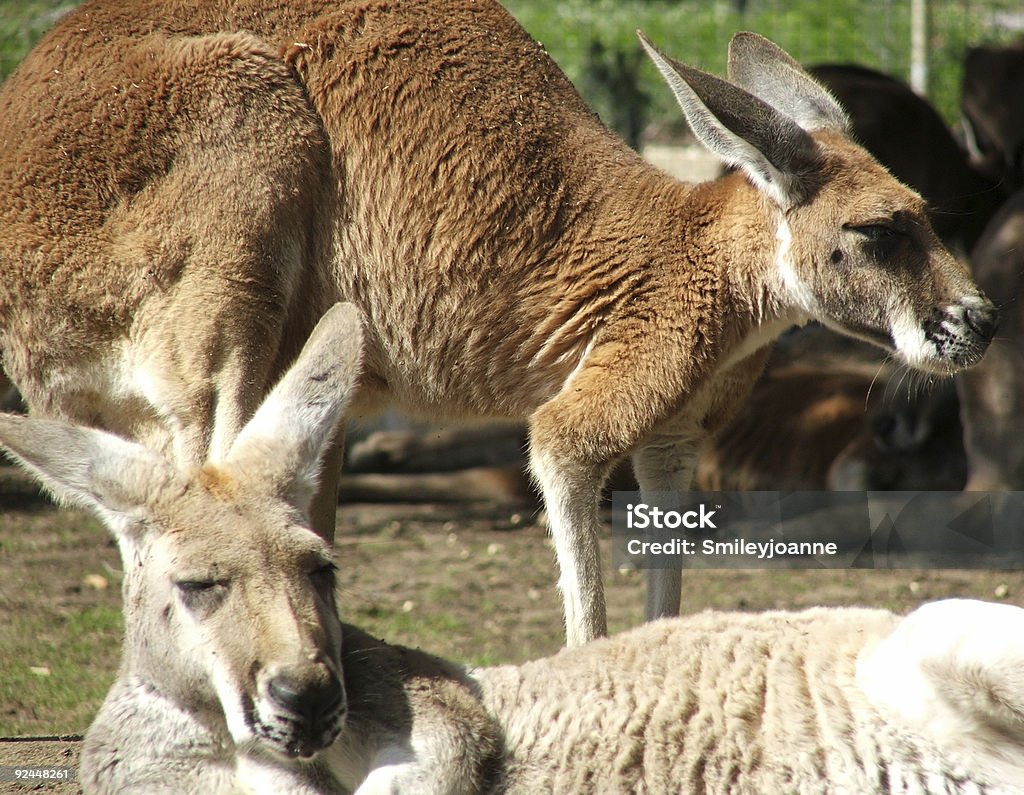 Animal kangourou - Photo de Australie libre de droits