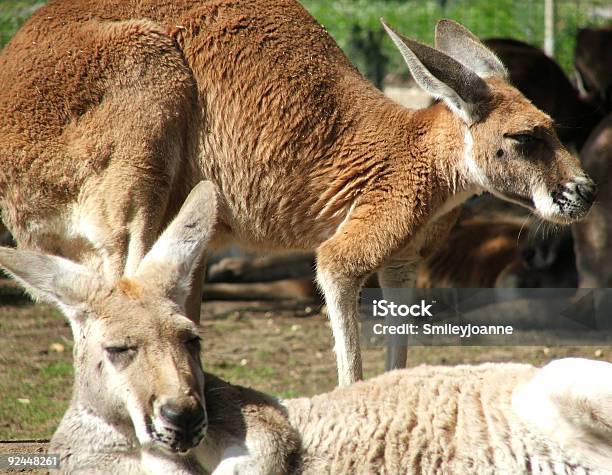 Photo libre de droit de Animal Kangourou banque d'images et plus d'images libres de droit de Australie - Australie, Colonie d'animaux, Culture australienne
