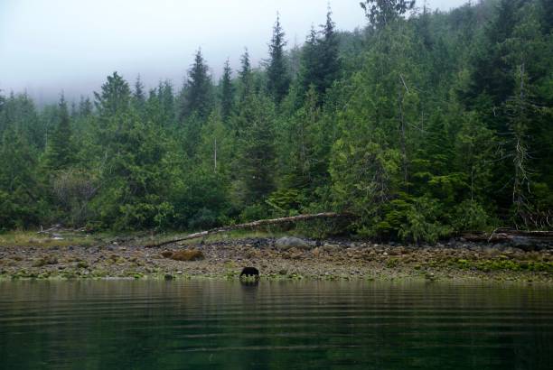 istock Black Bear Of Vancouver Island 924483262