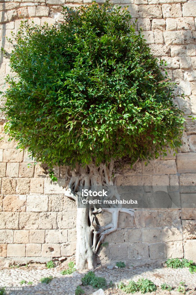 A tree that's grown into a wall. Acre. Israel. A tree embedded in a wall. Acre. Israel. Acco Stock Photo