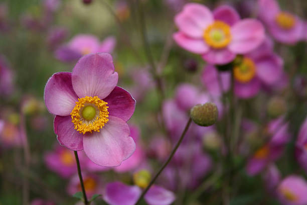 istock Japanese anemone -Anemone hupehensis 92448430