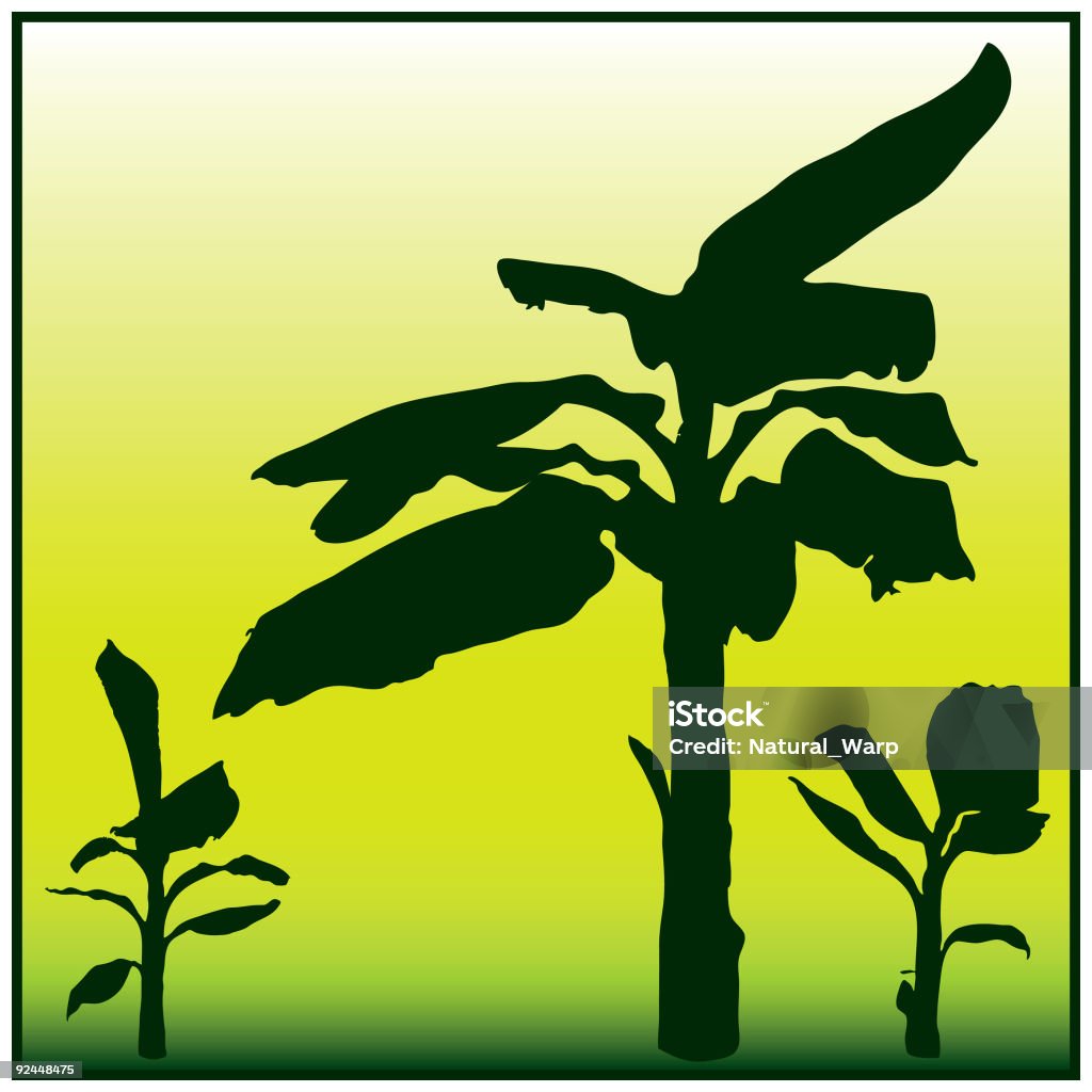 Банановое дерево - Стоковые иллюстрации Дерево роялти-фри