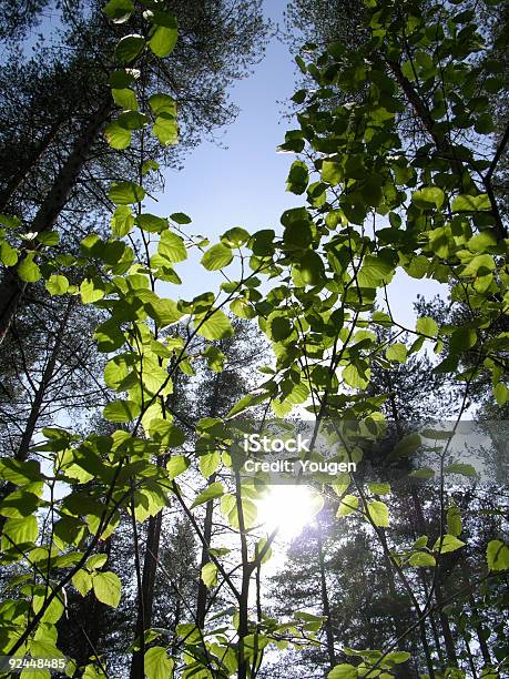 Foto de Boughs Chegar Em Direção Ao Sol e mais fotos de stock de Arbusto - Arbusto, Bosque - Floresta, Floresta