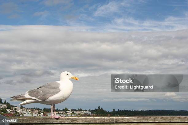 Möwe Stand Mit Himmel Hintergrund Stockfoto und mehr Bilder von Aas fressen - Aas fressen, Anlegestelle, Aquatisches Lebewesen