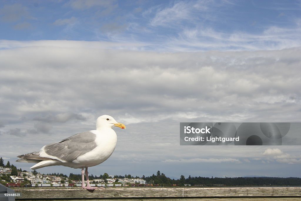 seagull スタンドで、空の背景 - カモメ科のロイヤリティフリーストックフォト