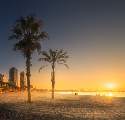 Dramatic sunrset on Barceloneta beach of Barcelona with palm in the foreground, Spain