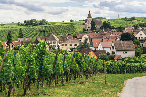 grapes grows in rows in the fields of Trimbach, winemaking business in France, fresh green background