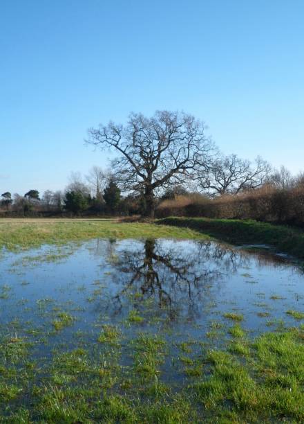 istock Lone oak tree in flooded field 924487328