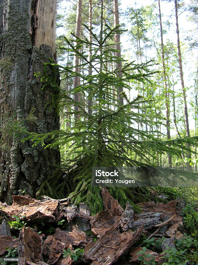 Conifer - Foto de stock de Arbusto libre de derechos