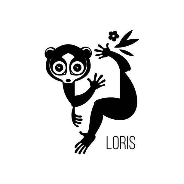 czarny rysunek, ilustracja lub ikona dzikiego nocnego oka lemury zwierząt lori, który może być zwierzakiem siedzącym na gałęzi tropikalnego drzewa. sylwetka, grawerowanie, wektor, odizolowane na tle do projektowania. - lemur stock illustrations