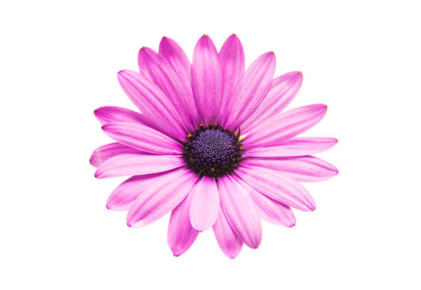 istock Osteosperumum Flower Daisy Isolated 924490660