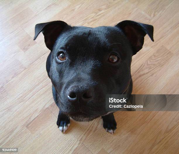 Photo libre de droit de Je Suis Vraiment Joliesnbsp Avec Un Tracé De Détourage banque d'images et plus d'images libres de droit de Bull terrier du Staffordshire