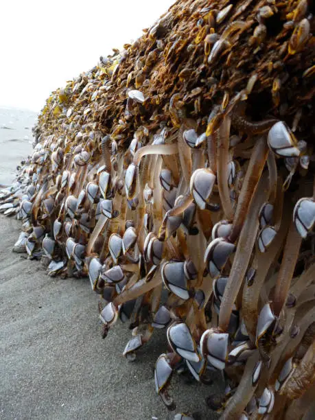 Goose barnacles on driftwood in New Zealand