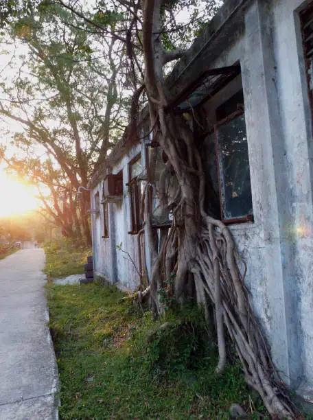 Banyan tree growing through abandoned building in Lantau Island, Hong Kong