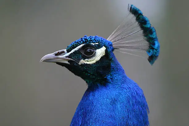 Photo of Peacock head closeup