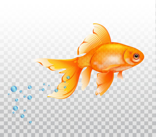ilustraciones, imágenes clip art, dibujos animados e iconos de stock de flotantes de peces de colores bajo el agua. goldfish con burbuja de aire. ilustración realista de fondo transparente - goldfish