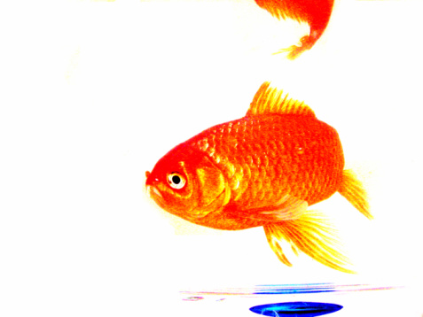 goldfish or fish isolated on white background