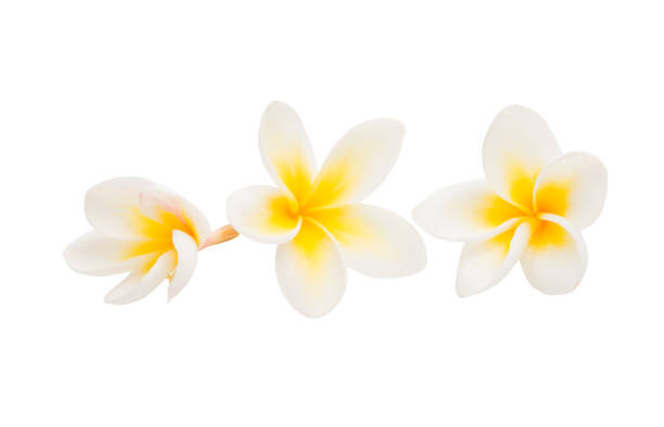 istock plumeria flower isolated 924494698