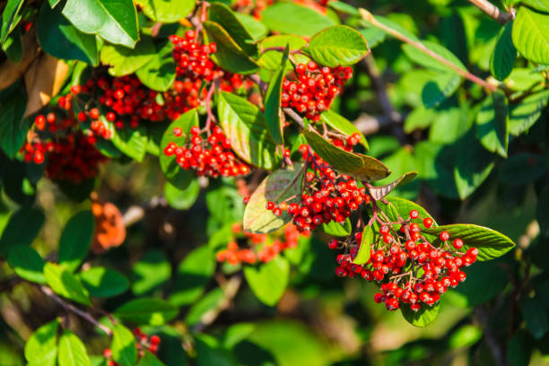 istock Berries of red elderberry closeup 924495248