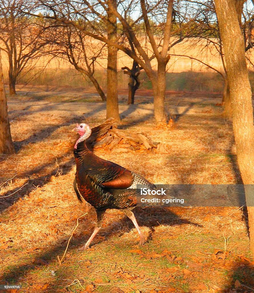 Pavo salvaje - Foto de stock de Otoño libre de derechos