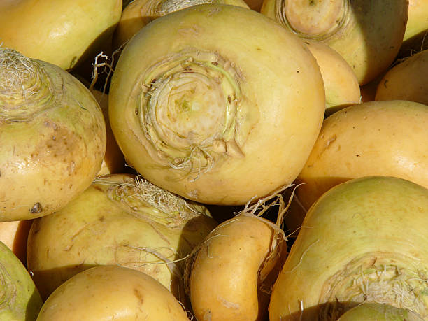 Turnips galore stock photo