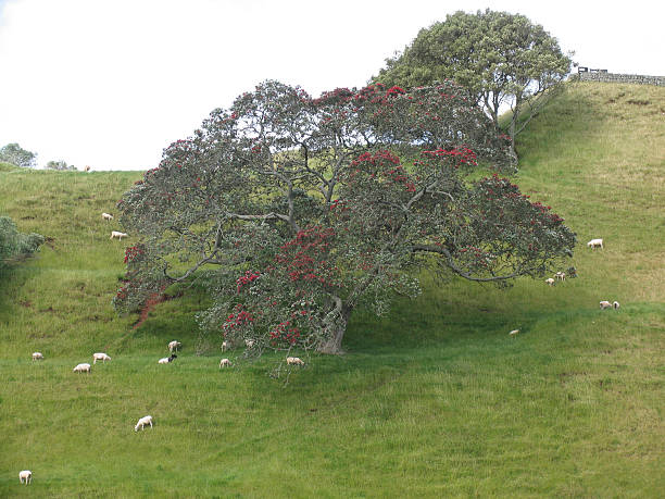 뉴질랜드 농장에서 Pohutukawa 스톡 사진