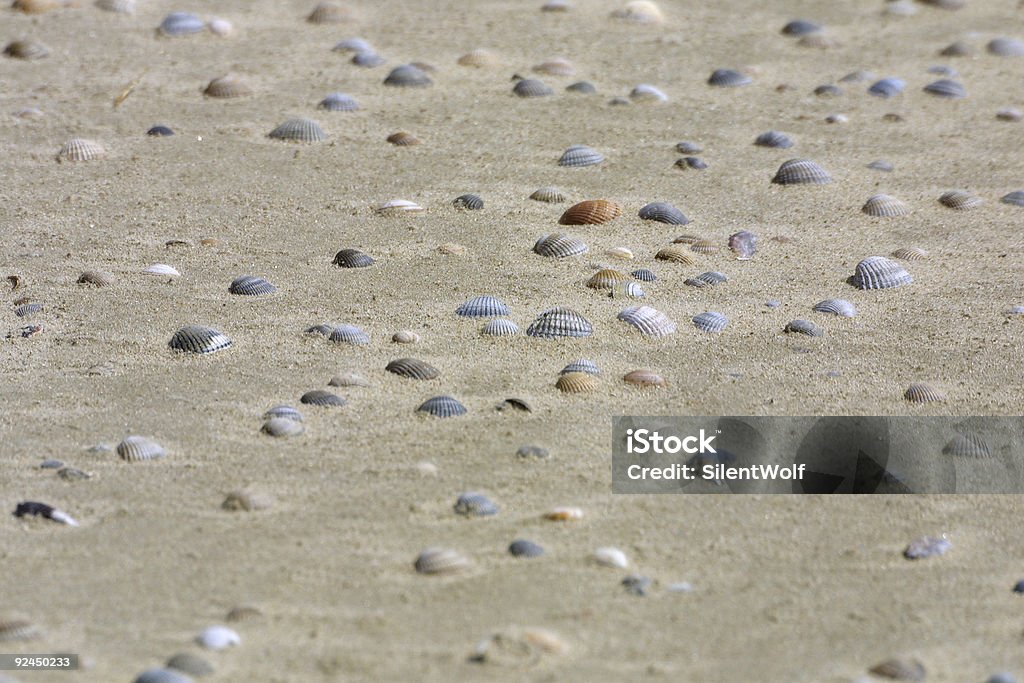 Conchas na areia - Foto de stock de Animal royalty-free