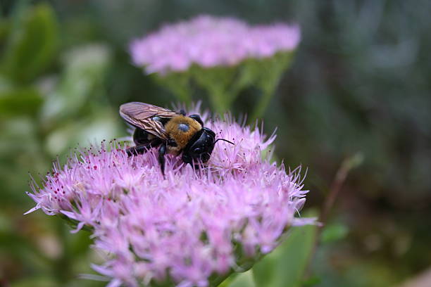 Abeja en crepúsculo - foto de stock