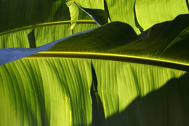 Folhas de Banana - fotografia de stock