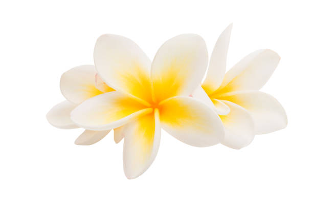 istock plumeria flower isolated 924504560